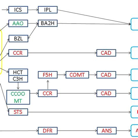 Flavonoid biosynthesis pathway. Boxes indicate the critical enzymes... | Download Scientific Diagram