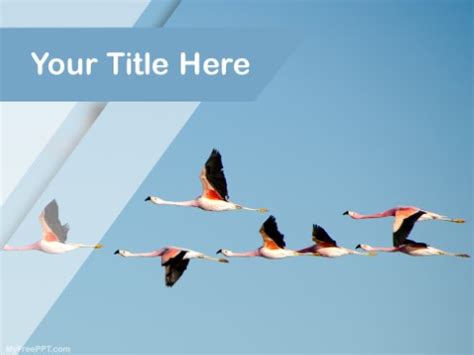 Free Bird Migration PPT Template - Download Free PowerPoint PPT