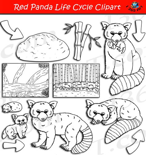 Red Panda Life Cycle Clipart Set Download - Clipart 4 School