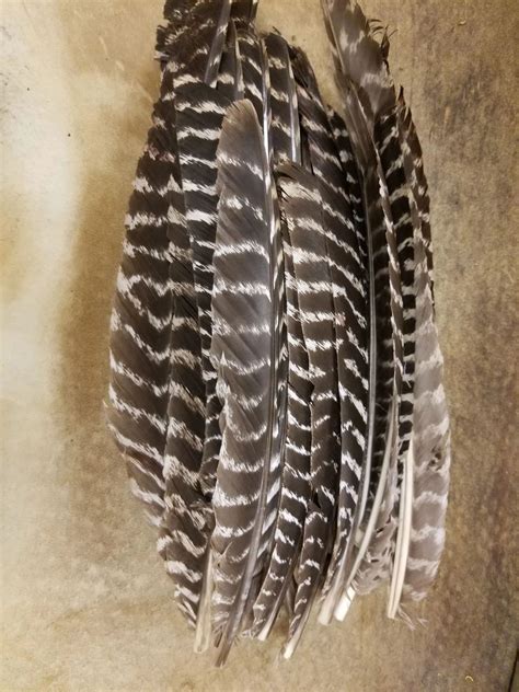 Pine Hollow Raw Natural Barred Primary Turkey Feathers - 1 Dozen