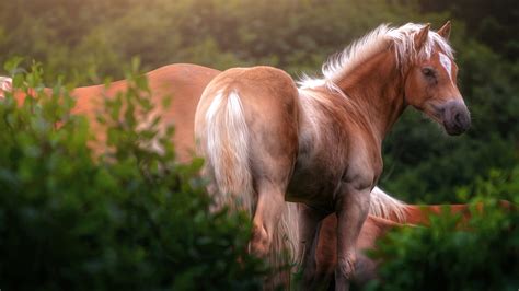 Animal Horse 4K HD Wallpapers | HD Wallpapers | ID #32616