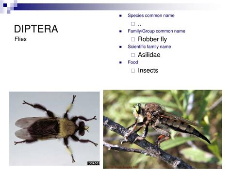 PPT - DIPTERA PowerPoint Presentation, free download - ID:335455