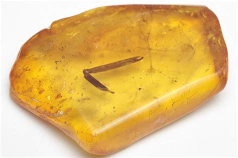 Detailed Fossil Plant Leaf (Gymnosperm) In Baltic Amber (#207527) For ...