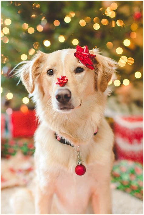 Don’t get too Wrapped up in Things This Christmas | Adorable Dog ...