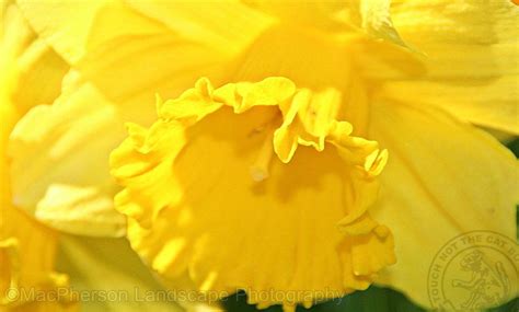 https://flic.kr/p/scJ8jg | Daffodil Snack Recipes, Snacks, The Highlands, Daffodils, Flora ...