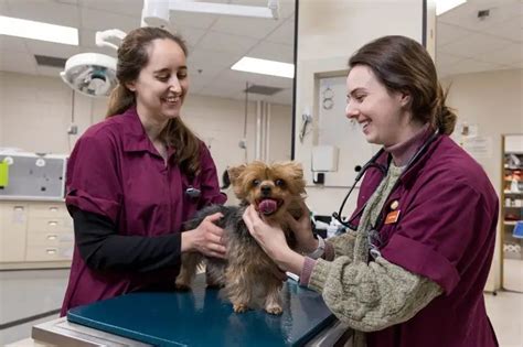 8 Best Veterinary Schools In Ohio | Detailed Guide