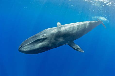 10 geriausių faktų apie banginius, delfinus ir jūrų kiaules