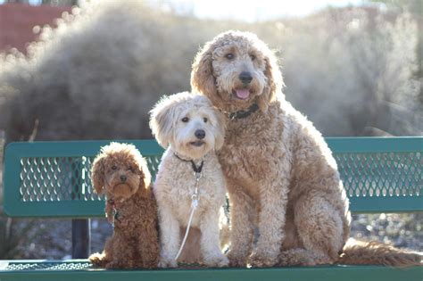 Mini Goldendoodle Puppies - Size, Price, Facts - Globalpetblog