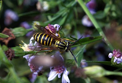 yellowjacket - Vespula squamosa - Entomology Today