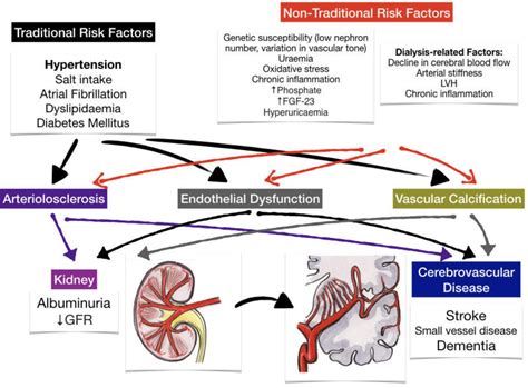 Disentangling the multiple links between renal dysfunction and ...