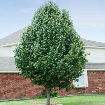 Cleveland Pear Trees for Sale | BrighterBlooms.com