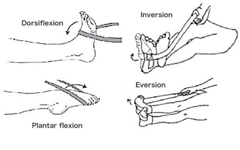 Pin on Anatomy