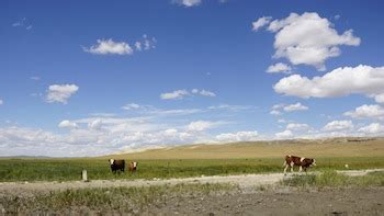 Prairie Ecosystem Lesson for Kids: Definition & Facts | Study.com