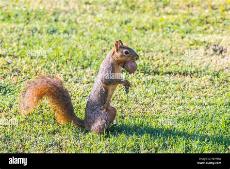 Eastern Fox Squirrel Stock Photo - Alamy