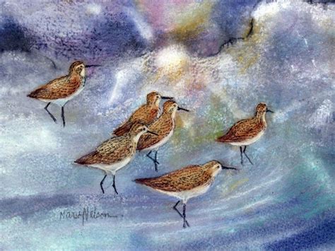 Sandpiper Birds Art Shore Birds Art Print Sandpipers and