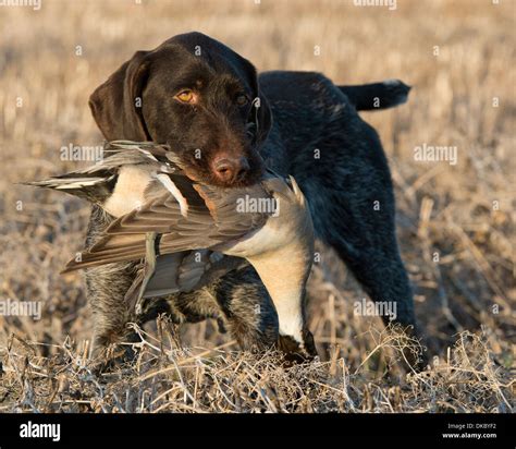 Drathaar Hunting dog with a Drake Pintail Duck Stock Photo - Alamy