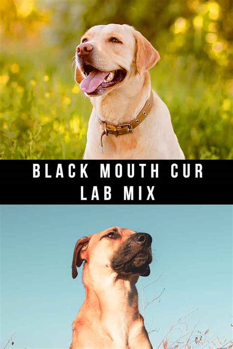 Black Mouth Cur Lab Mix - What Should You Expect?