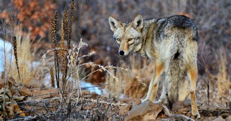 Coyote Sounds: Experts Reveal the Best Coyote Calls | Field & Stream