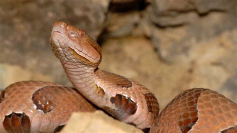 Alabama man dies after copperhead snake bite