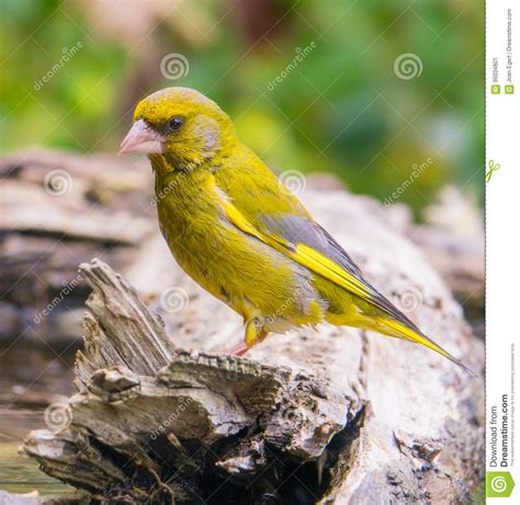 Male Greenfinch stock image. Image of creature, finch - 95034801