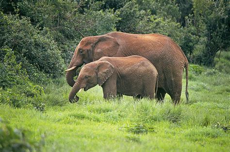 Elephant Female With Calf Photograph by Buddy Mays - Fine Art America