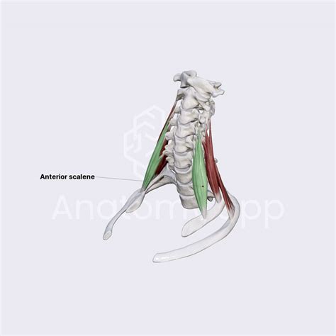 Anterior scalene (scalenus anterior) | Muscles of the neck | Head and Neck | Anatomy.app | Learn ...