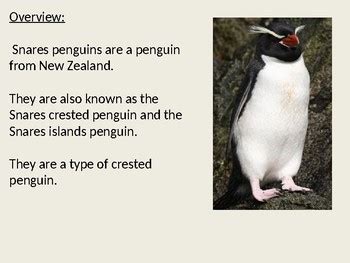 Snares Penguin - Power Point information facts review by KLS Reading