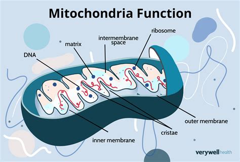 Mitochondria Function: A Simple Discussion and Diagram