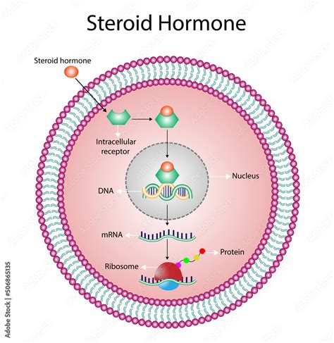 Steroid hormones mechanism of action. Steroids Bind to an intracellular receptor. Hormone ...