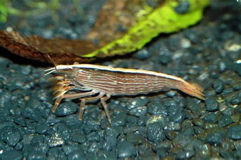 Bamboo shrimp – Detailed Guide: Care, Diet and Breeding - Shrimp and ...