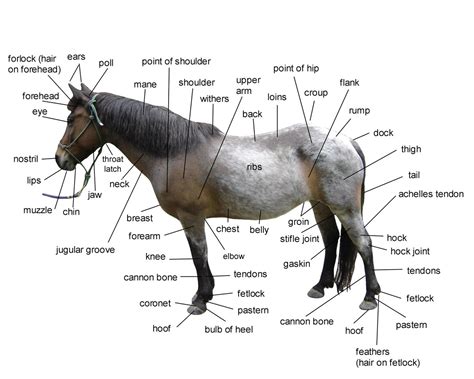 Diagram Of Horse Body Parts