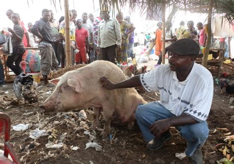 Pig Farmer Cheated Of 100.000 Prize At Agro-pastoral Show – The Green Vision