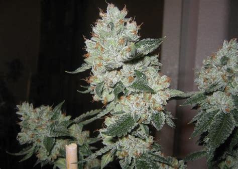 OG Kush Strain Manufacturer in Espanola United States by Pharma Inc. Ltd. | ID - 3018739