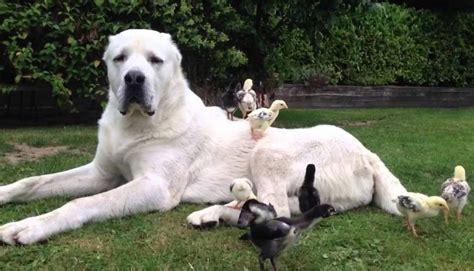 Kuvasz Klips: Kuvasz "cousin" - the Alabai