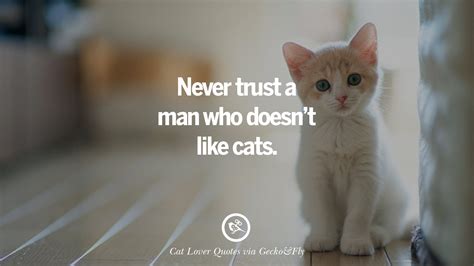 25 Cute Cat Images With Quotes For Crazy Cat Ladies, Gentlemen And Lovers