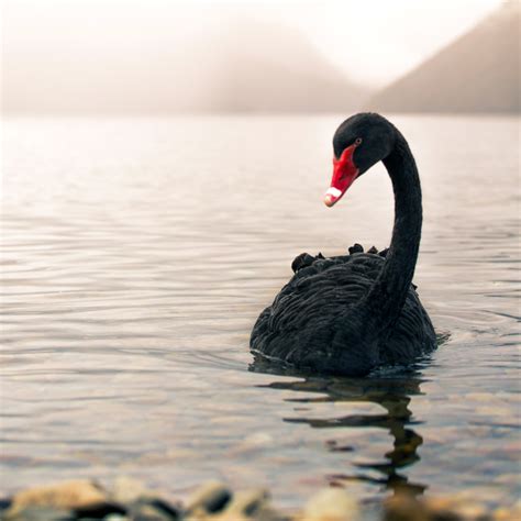 Actually, black swans can be good for us too - Country Guide