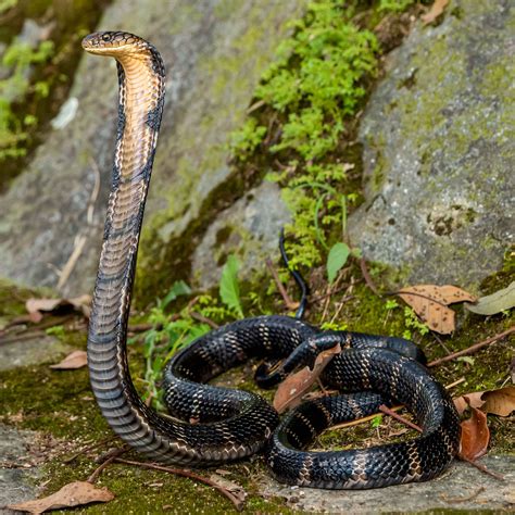 HongKongSnakeID.com