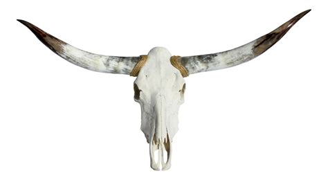 Texas Longhorn & Skull | Chairish