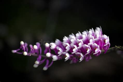 Close-up of Beautiful Dendrobium Secundum Orchid, Small Purple-pink ...