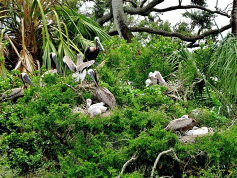 Important Cedar Keys National Wildlife Refuge Press Release | National wildlife refuge, Cedar ...