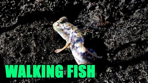 A Walking Fish!?! - YouTube