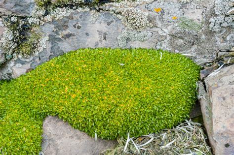 Antarctic Pearlwort Stock Photos, Pictures & Royalty-Free Images - iStock