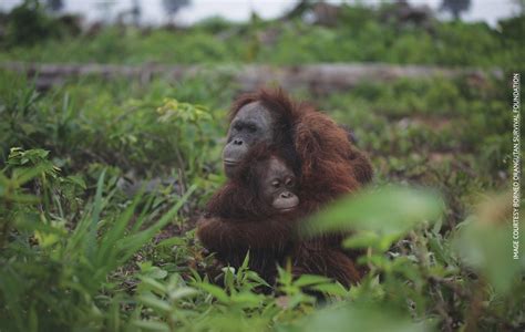 Palm Oil and Animal Rights: How you can combat the destruction of wild animals' habitat - ANIMAL ...