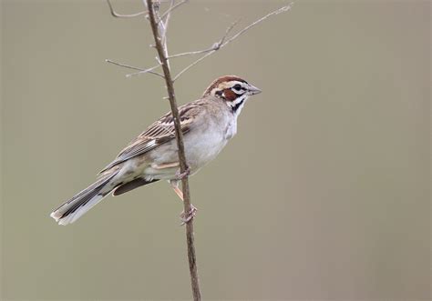 Lark Sparrow – Wildlife In Nature