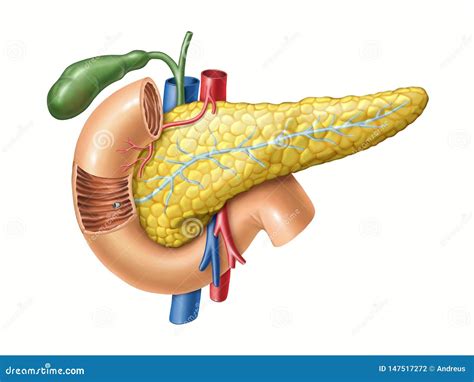 Pancreas anatomy stock illustration. Illustration of body - 147517272