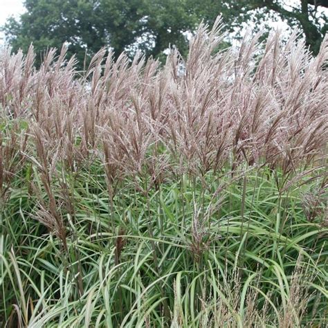 Miscanthus sinensis 'Malepartus' - Chinese silver grass | Grass, Meadow ...