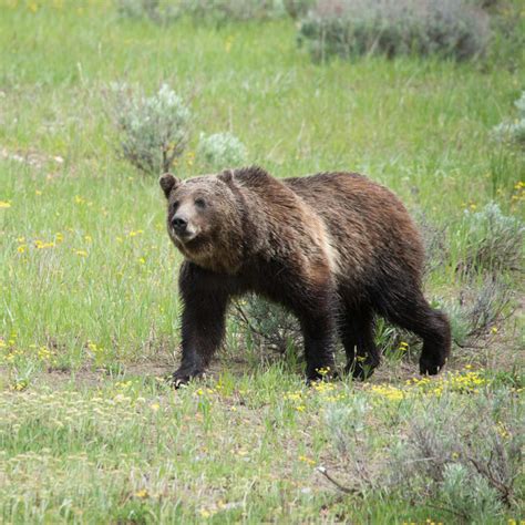 VIDEO: Research Protects Grand Teton's Wildlife - Grand Teton National ...