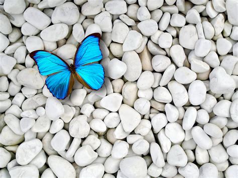 Blue Butterfly Wallpapers - Wallpaper Cave