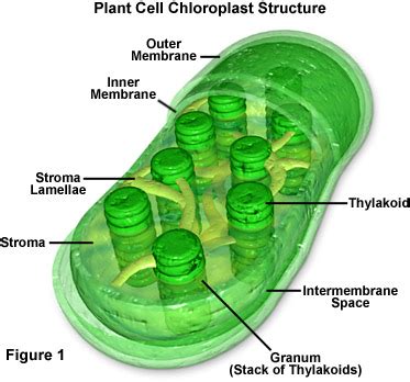 Molecular Expressions Cell Biology: Plant Cell Structure - Chloroplasts