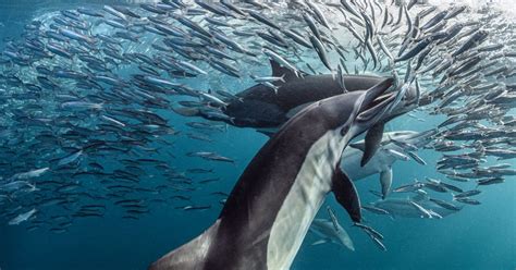 Sardine Run Experience | Wild Coast Sardine Run | Absolute Adventures